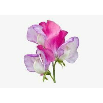 Photo of ELISE BOLDY