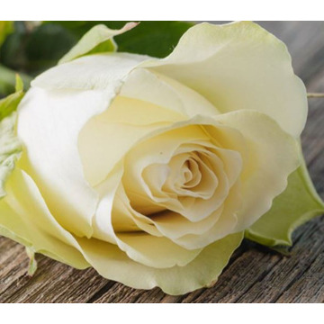 Photo of Gerard McBurney