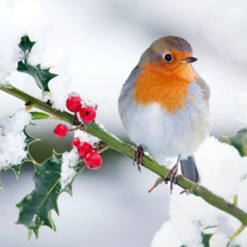 Photo of Jean Frances HATTON