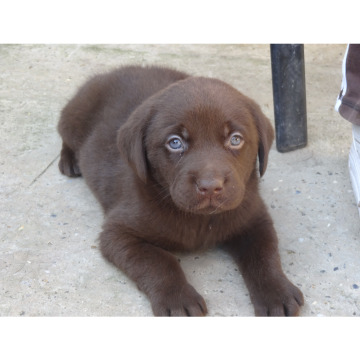 Notice Gallery for Vera JOLLEY