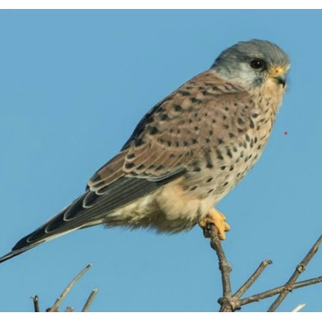 Photo of Paul MORRIS