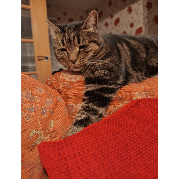 Notice Gallery for Irene MCCORMICK