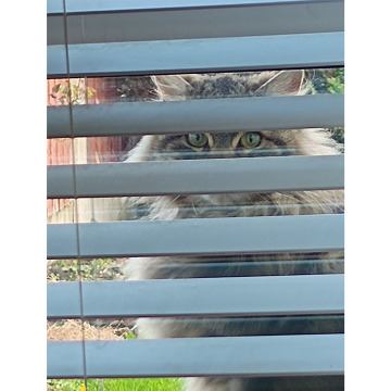 Photo for notice Irene MCCORMICK