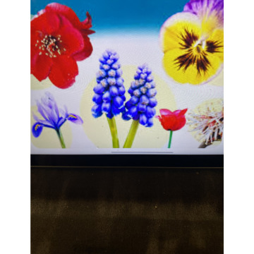 Photo for notice Ivan John DEXTER