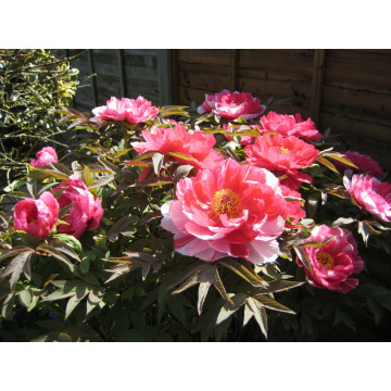 Photo of Patricia JOTHAM