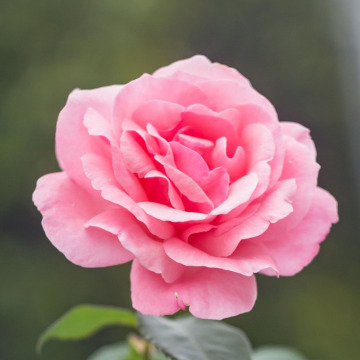 Photo of Ralph CARSON