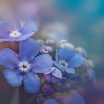 Photo of Ralph CARSON