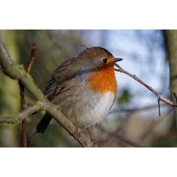 Photo of F.D. (Gary) BOLDY