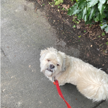 Notice Gallery for Richard Peter NICHOLLS