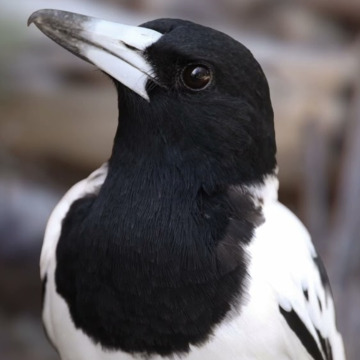 Notice Gallery for Jamie DUNNE