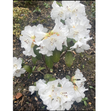 Notice Gallery for Margaret HALL