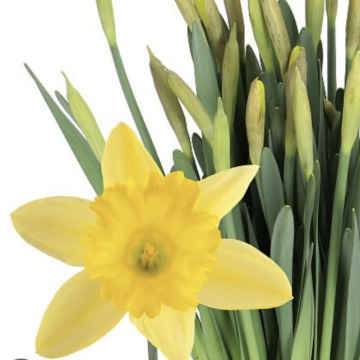 Notice Gallery for George William LEACH