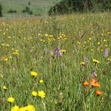 Notice Gallery for Louise PARRISH