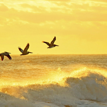 Notice Gallery for Louise PARRISH