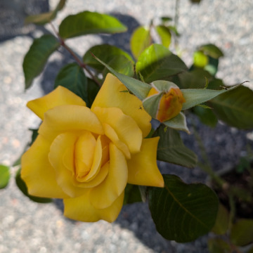 Notice Gallery for Sherron APPS