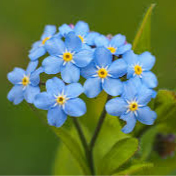 Photo for notice Malcolm MCDONALD