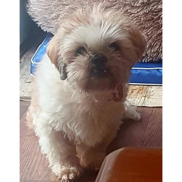 Notice Gallery for Norma BARTON BRADBURY