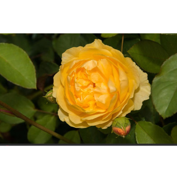 Notice Gallery for Patricia MANGAN