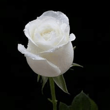 Notice Gallery for Kathleen BURGESS