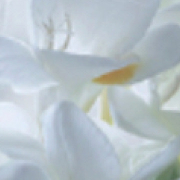 Photo of Sara Louise BAMFORTH