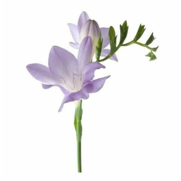 Photo of Jayne HALFPENNY