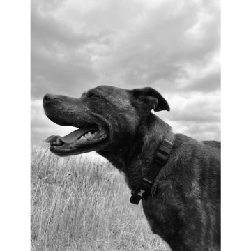 Photo of Julie BOS-SAUNT