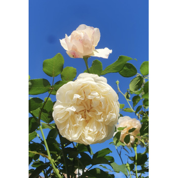 Notice Gallery for Anna Rose TRILL