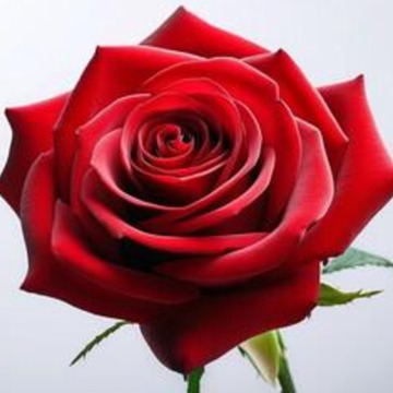 Photo of Albert Reginald SMALL