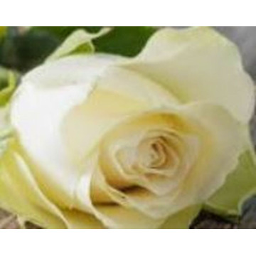 Photo of Martin John YATES