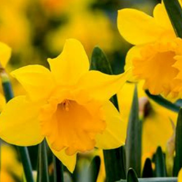 Notice Gallery for Doreen Frances CUTHBERT