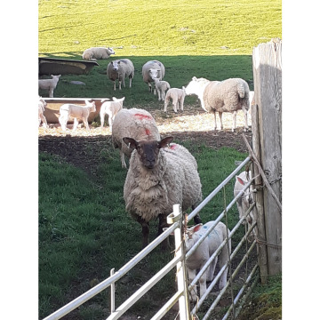 Photo of Clive Foster LINGARD