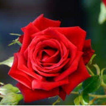 Photo of Pauline ALLEN