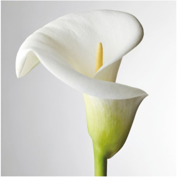 Photo of Alfred HOOLEY