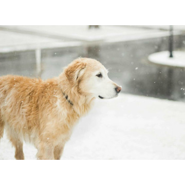 Photo of Charles HUTCHINS