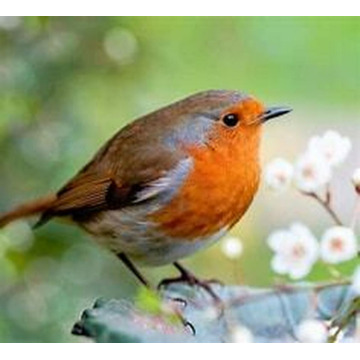 Photo of F.D. (Gary) BOLDY