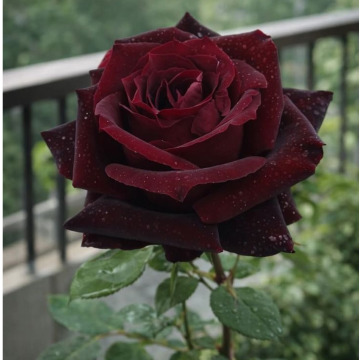 Notice Gallery for Jacqueline BOLLINGTON