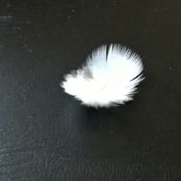 Notice Gallery for Lesley Ann MOYES