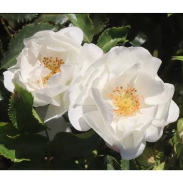 Photo of Clarice Ellen SMITH