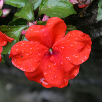 Notice Gallery for Sylvia Mary Margaret SANDERS