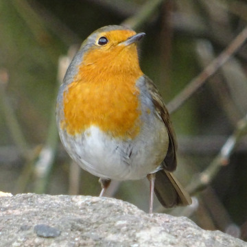 Notice Gallery for David MELLOR