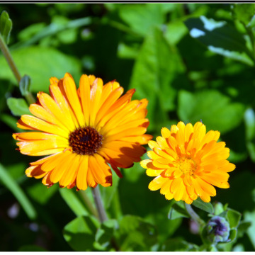 Notice Gallery for Kenneth NIXON