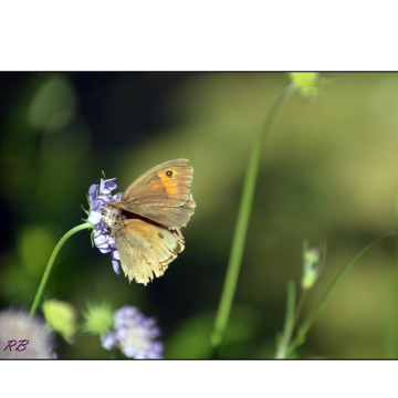 Notice Gallery for Kenneth NIXON