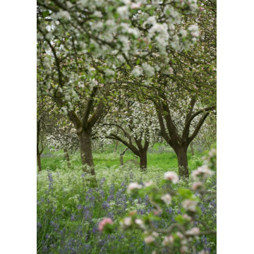 Photo of Dorothy Laura STEPTOE