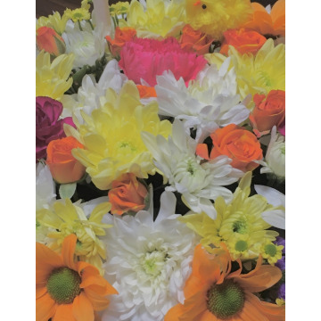 Photo of Nicky HIGGINS