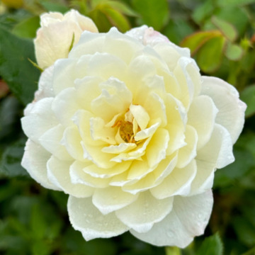 Photo of Rosemary Ann WILLIAMS