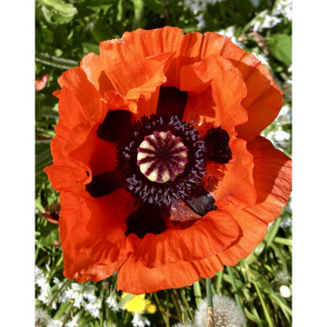 Notice Gallery for Harry HATTAM