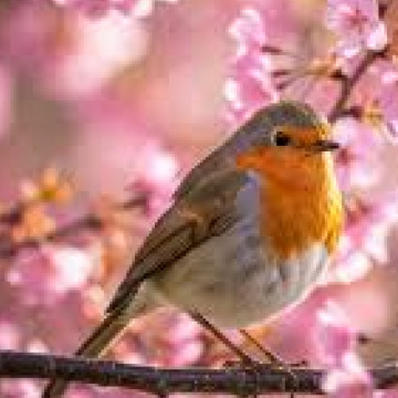 Photo of Norma Elaine WORRALL